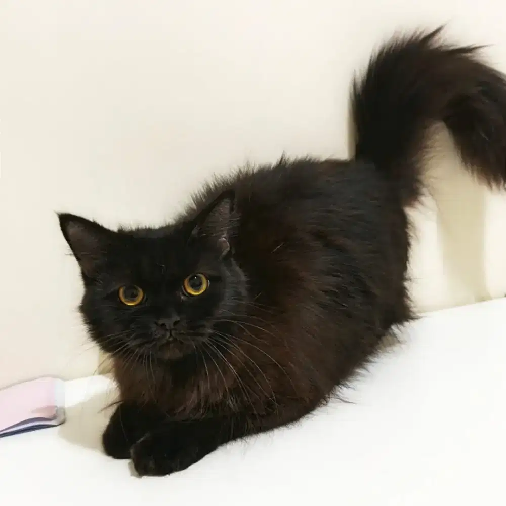 Kucing Munchkin Non Standard Lengkap