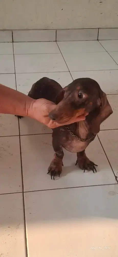 Lepas Adopsi Anjing Tekel / Dachshund JANTAN