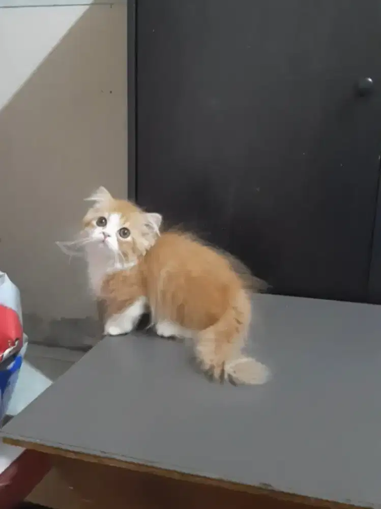 Kitten Munchkin gaelic
