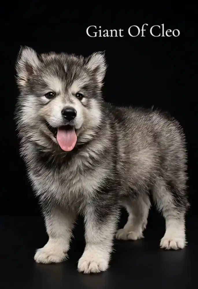 Siberian Husky longhair