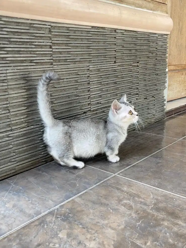 Kucing british shorthair munchkin kitten bsh