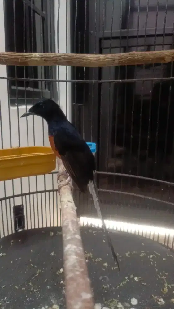 Burung ex prestasi
