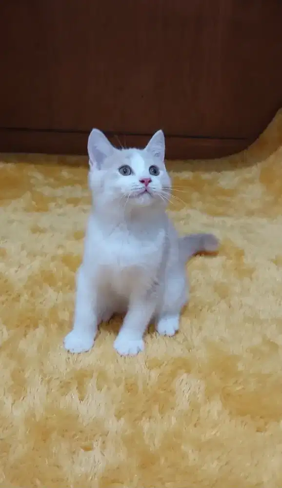 Kitten british shorthair kucing BSH bicolor fawn jantan