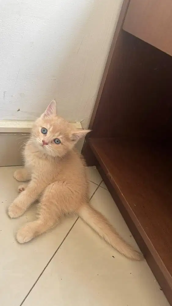 Kucing BSH x Scottish Fold Import Kitten