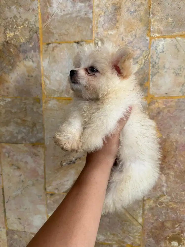 Jual Anjing Asli Pompoo 2 Bulan Lucu & Sehat