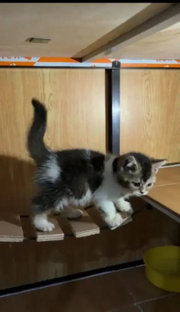 kitten anakan BSH