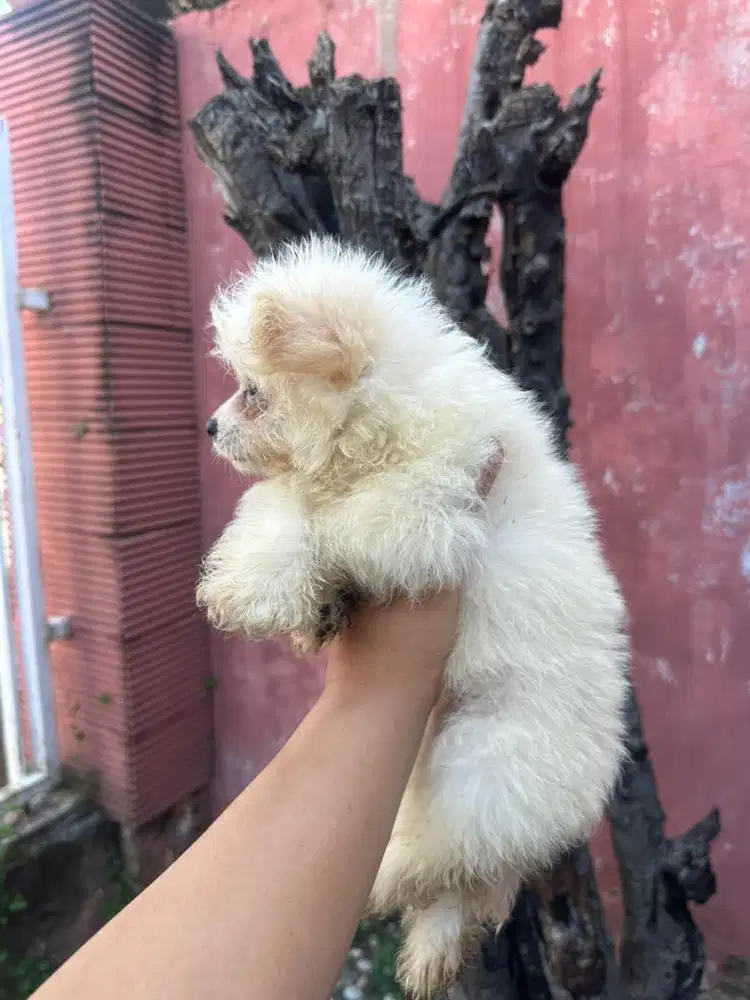 Jual Anjing Asli Pompoo J/B Ready