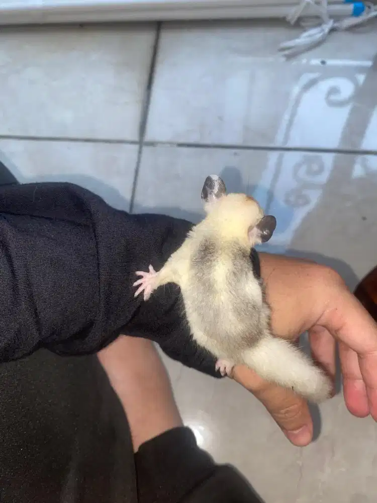 sugar glider joey marbel jinak