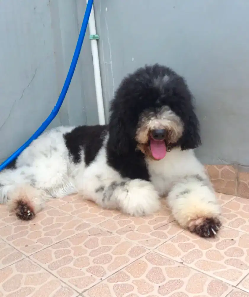 Giant Poodle Betina