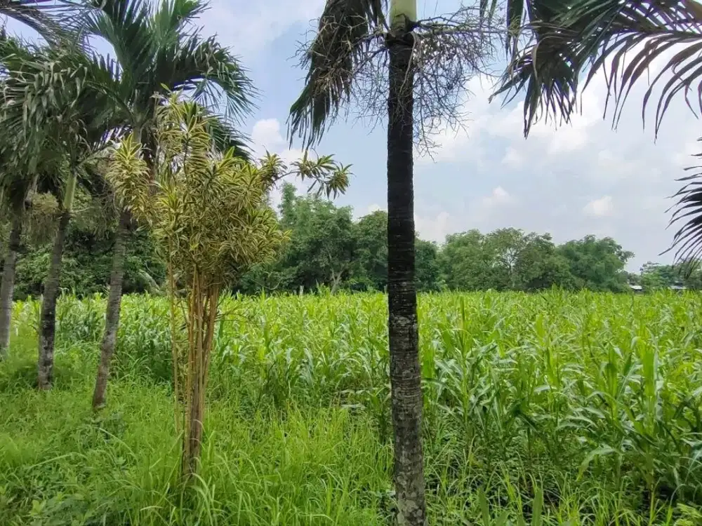 RAYA PURWOSARI