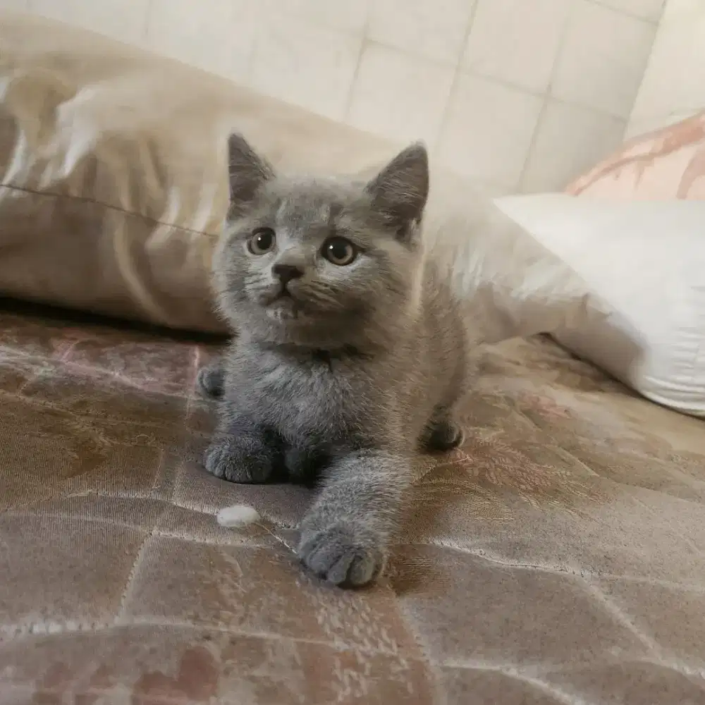 Kucing BSH gen sangat bagus . Original