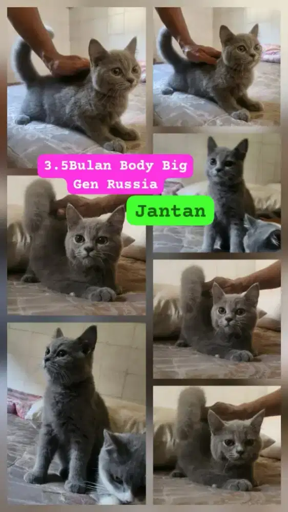 Kucing BSH gen sangat bagus . Original