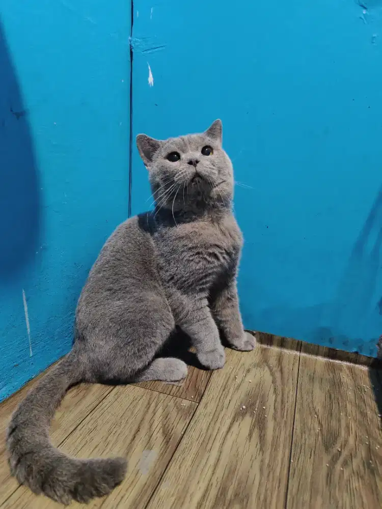BSH Blue Solid Jantan Jago Kawin Proven British Shorthair