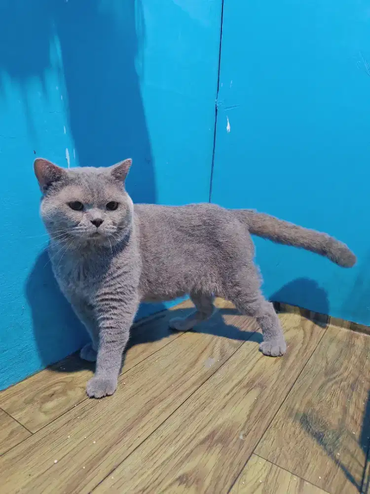 BSH Blue Solid Jantan Proven British Shorthair indukan