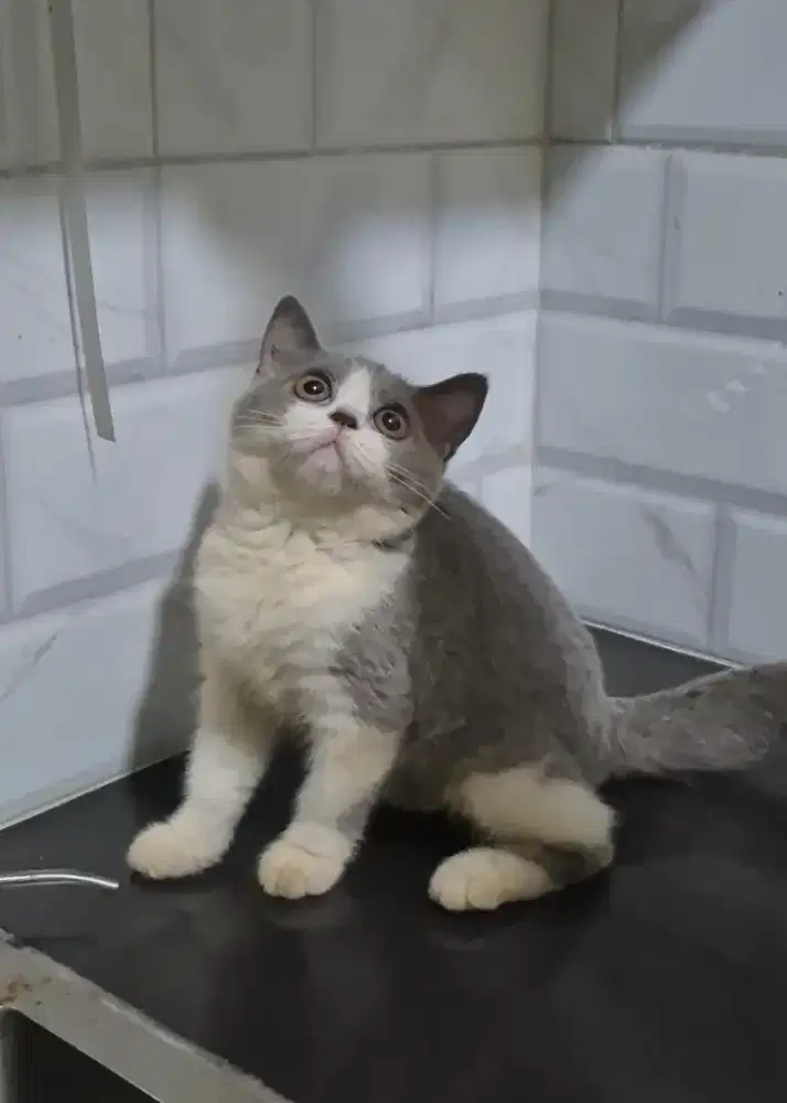 Kitten BSH British Short Hair