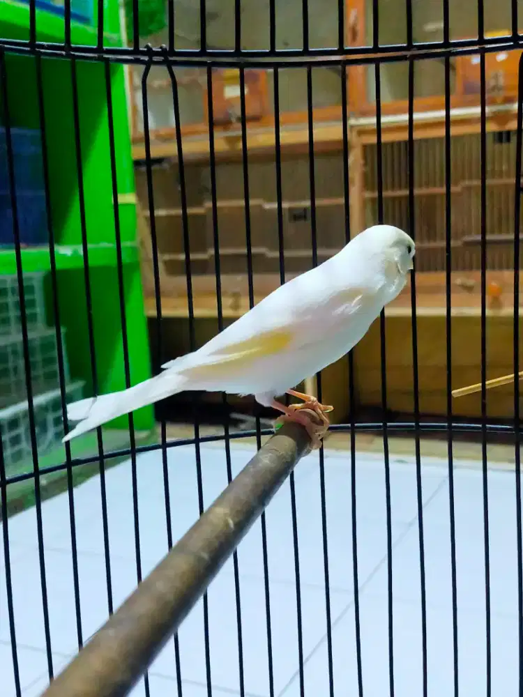 Burung kenari putih gacor door