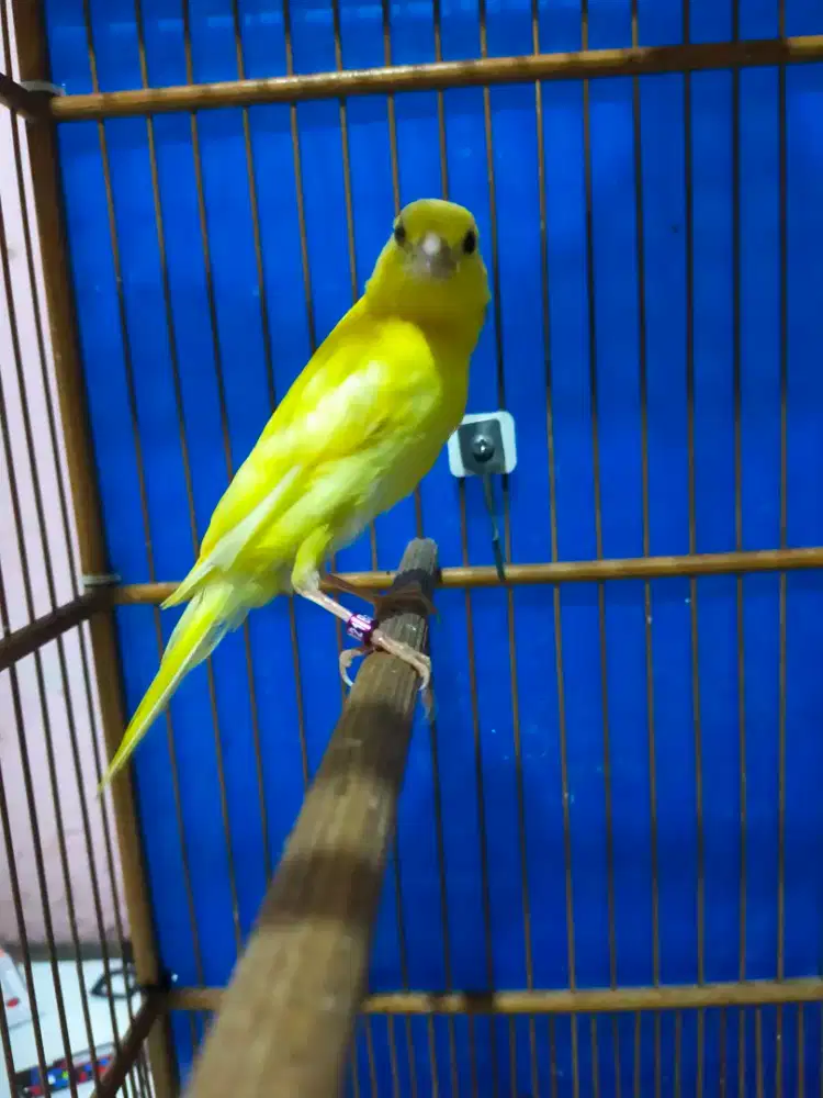 Burung kenari F1 crosbread paud/anak jantan