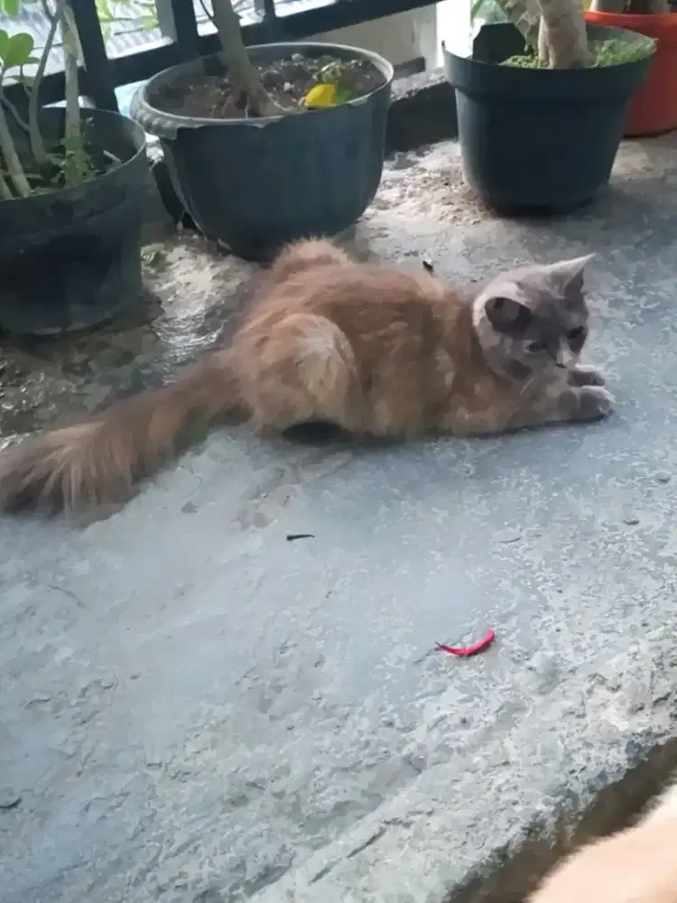 KUCING MASIH PERAWAN