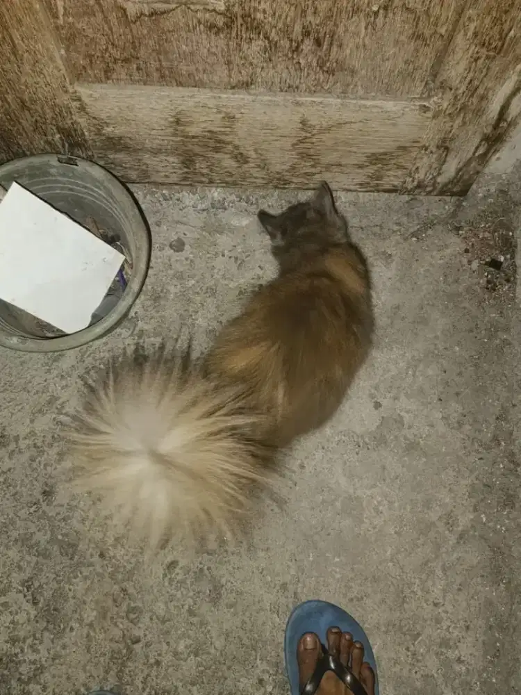 Kucing mix murah