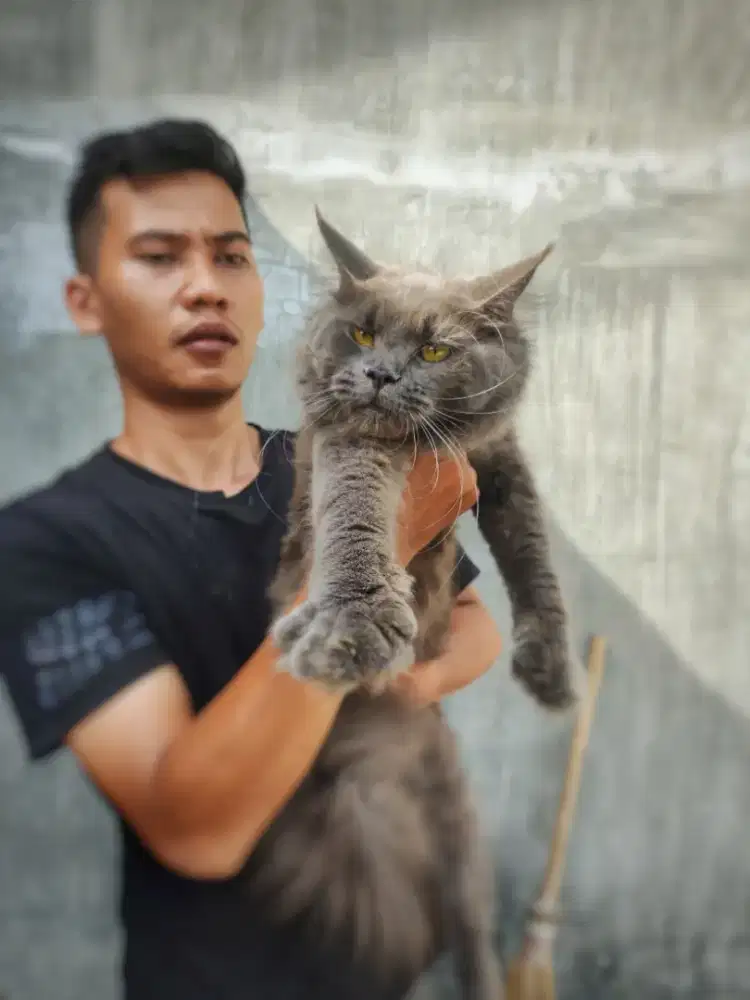 Kucing Mainecoon