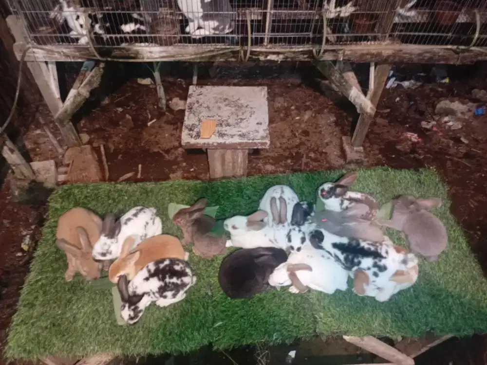 Kelinci jenis REX, bulu halus+lembut