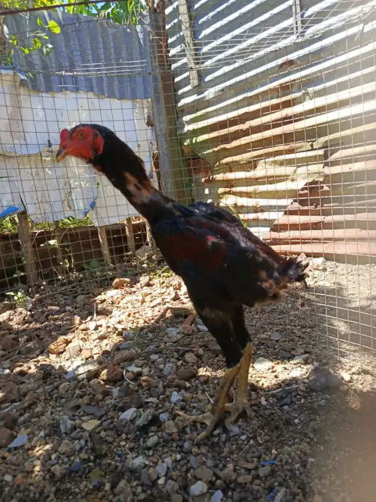 Jual ayam khoytrat muda