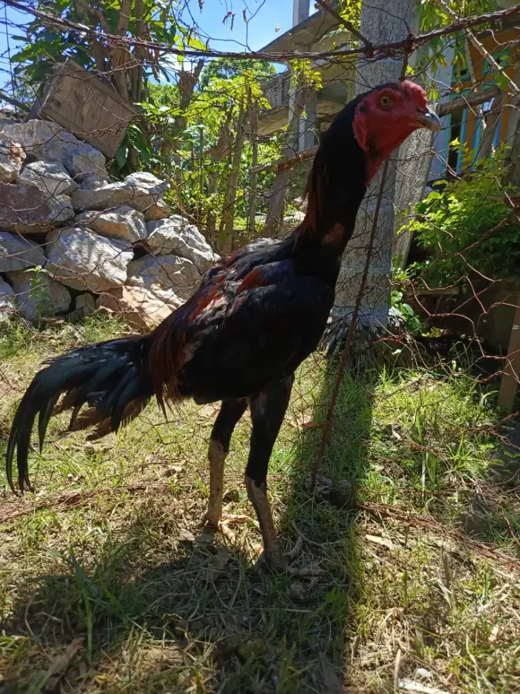Ayam khoytrat muda