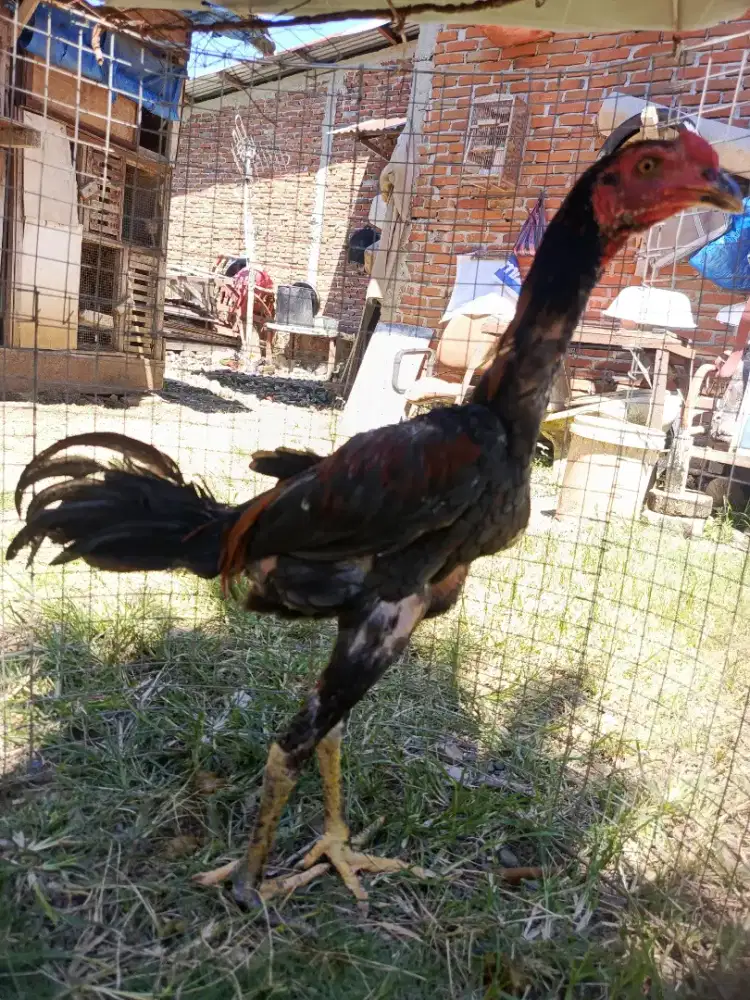 Ayam khoytrat muda