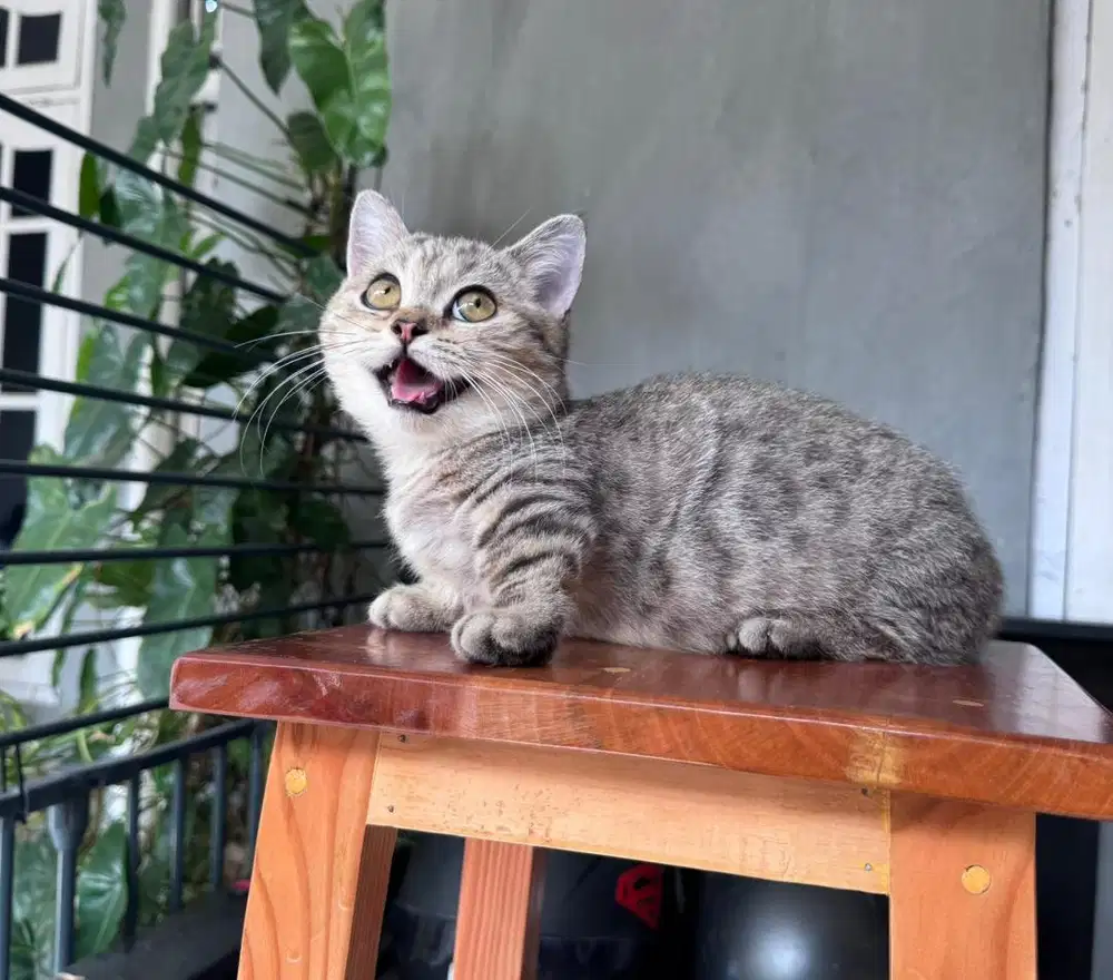 KUCING MUNCHKIN BSH