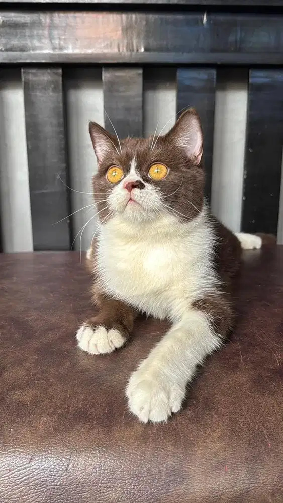 KUCING BSH BRITISH SHORTHAIR BICOLOR CHOCO