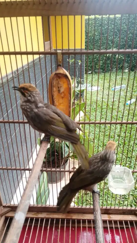 Cucak Rowo Indukan Sepasang Jantan DNA Betina Ngisi