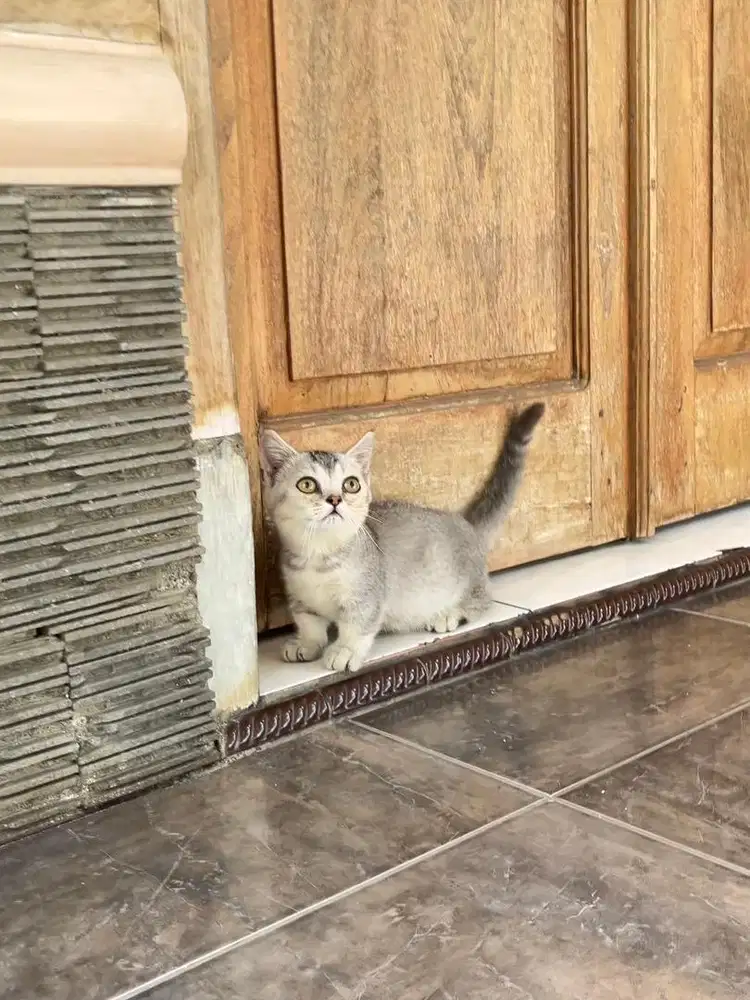 Kucing munchkin british shorthair bsh kitten scottish