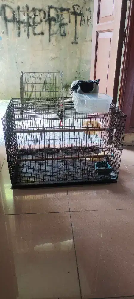 Fullset sugar glider | sugar glider jinak fullset