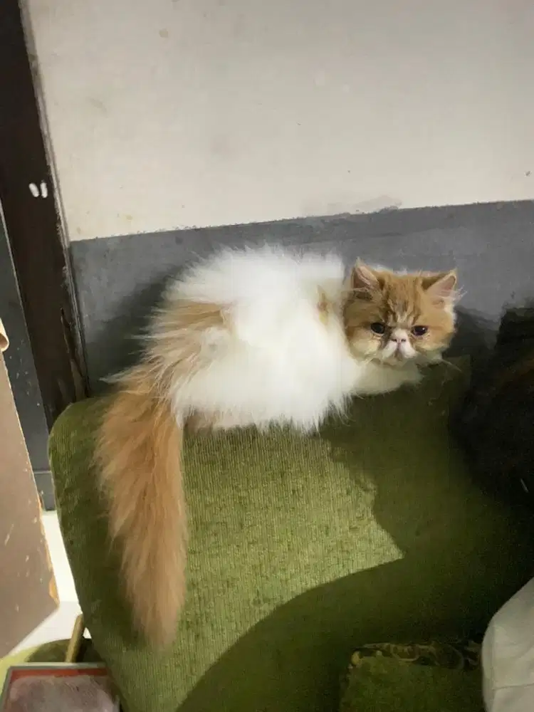 KITTEN PEAKNOSE LONGHAIR BULU KAPAS