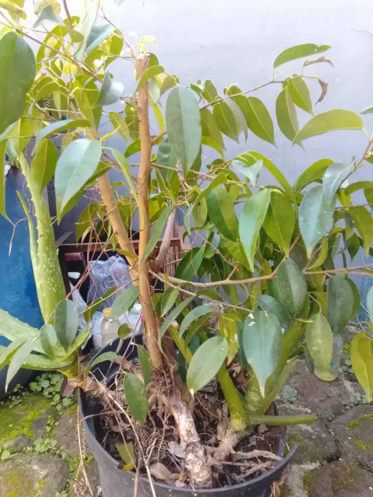 Jual pohon bonsai