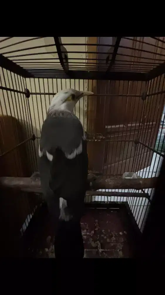 Burung Jalak Sudah Gacor