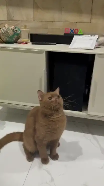 BRITISH SHORTHAIR CINNAMON SOLID PEDIGREE / BSH CINNAMON