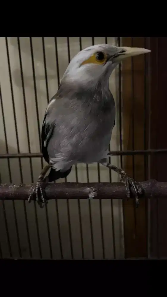 Jalak Sudah Gacor