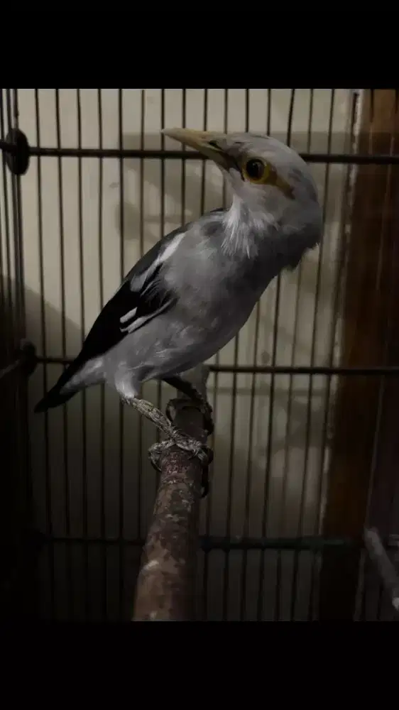 Burung Jalak Rajin Bunyi