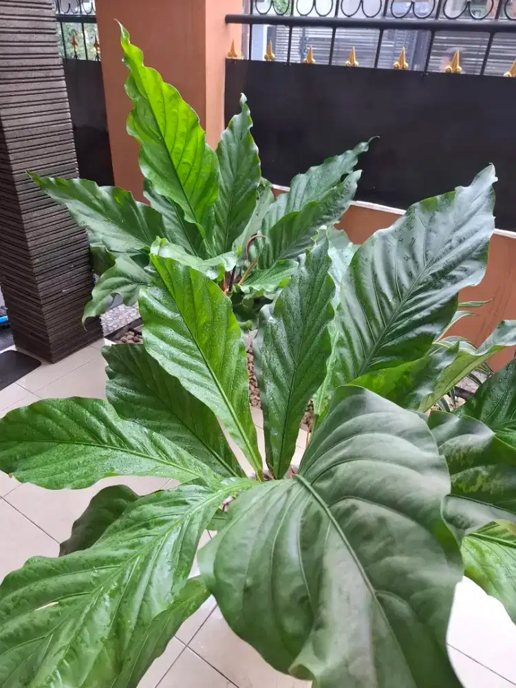 Tanaman Hias Gelombang Cinta, borong  2 Pot