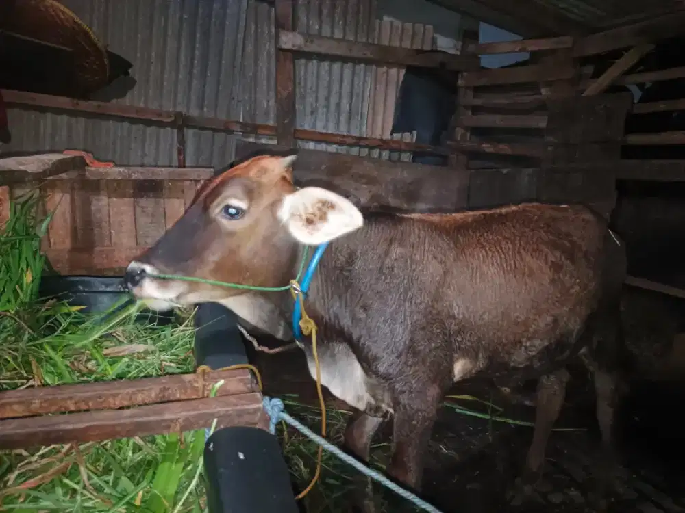 Sapi Jantan Bakalan Qurban 2027