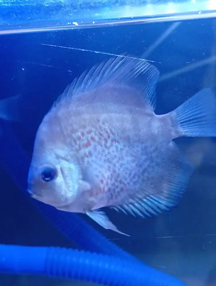 Discus skv 2 Inc kurang lebih