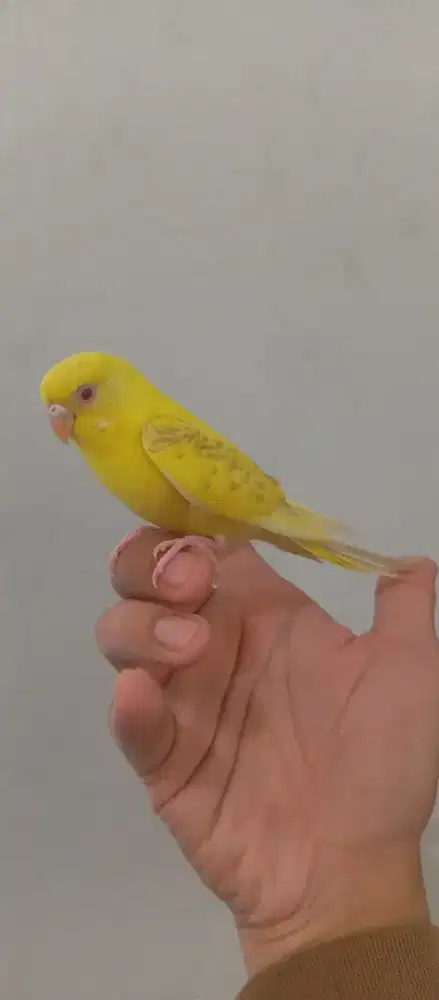 Burung Parkit Lokal Mata Merah