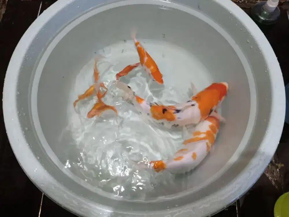 Ikan KOI 3 & komet 4 ekor jual beborong