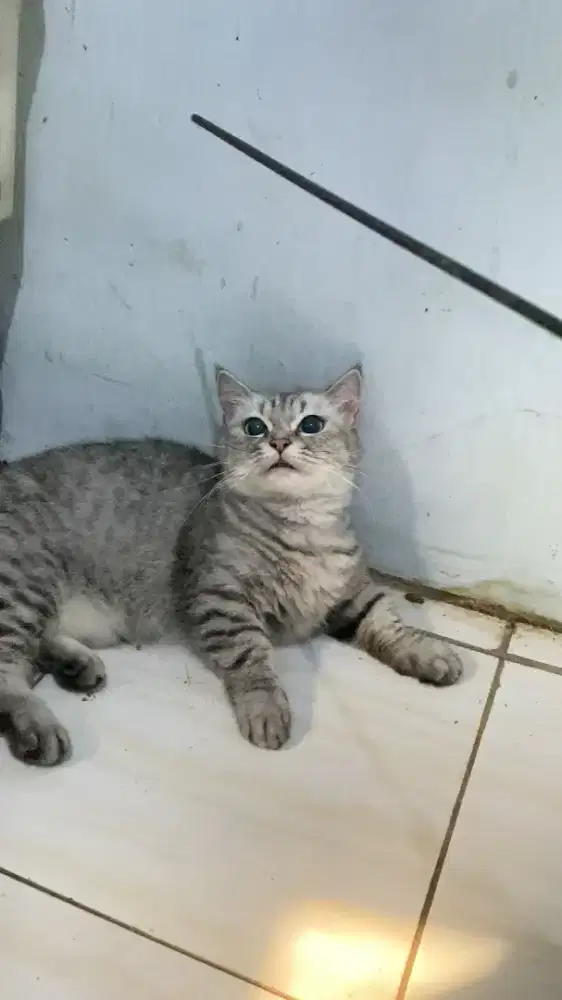 Indukan betina Munchkin x Scottish