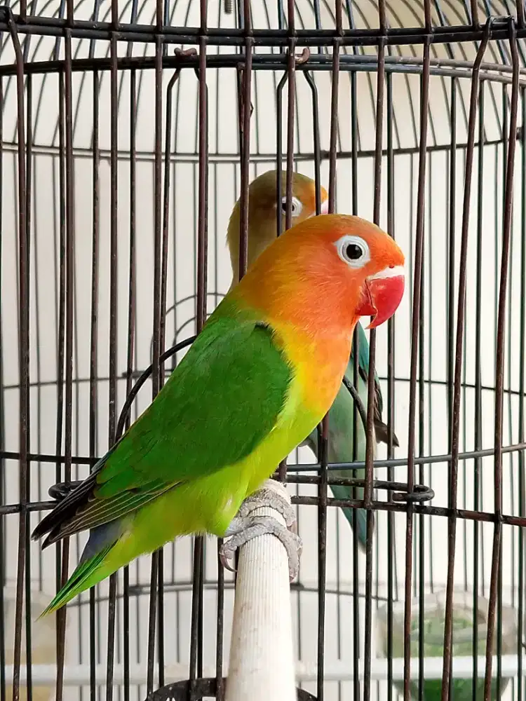 Burung lovebird jantan kepala merah