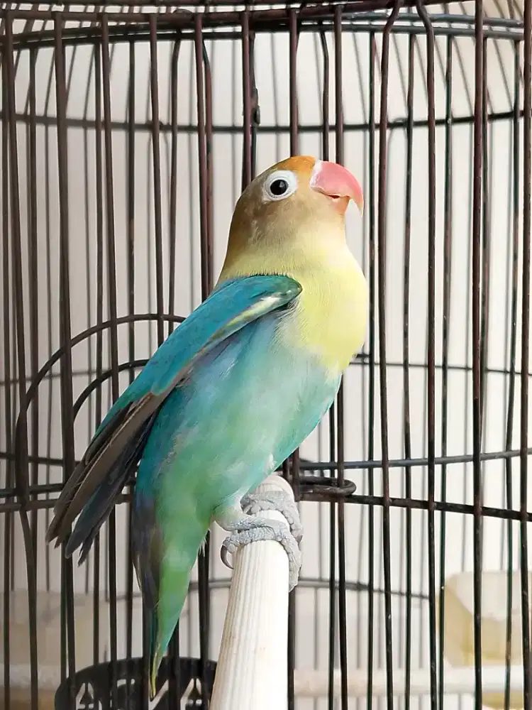 Burung lovebird jantan fighter gacor