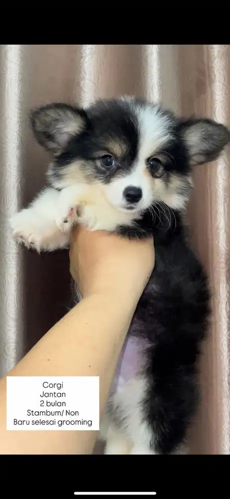 Puppy corgi cakep