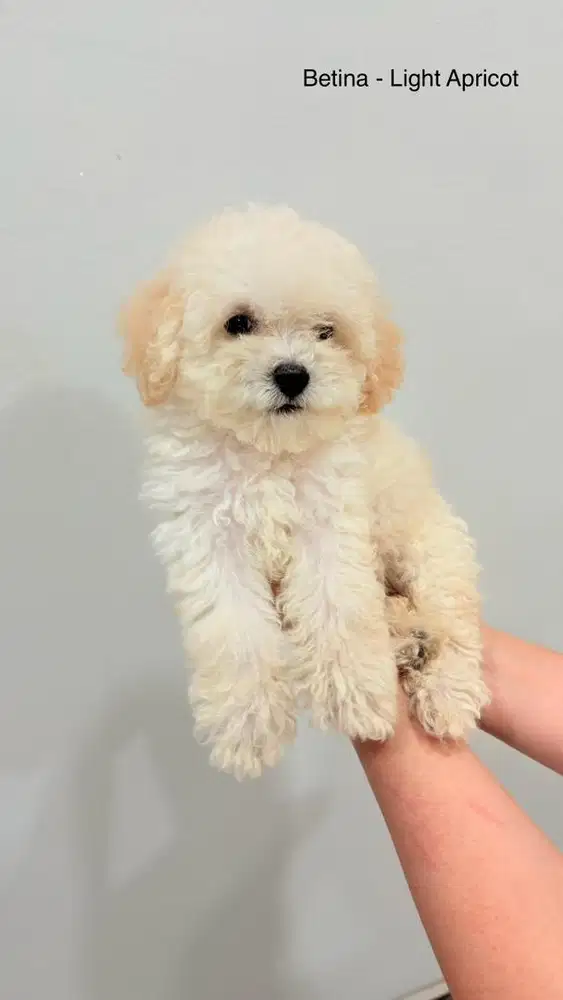TOY POODLE BETINA/FEMALE (LIGHT APRICOT)