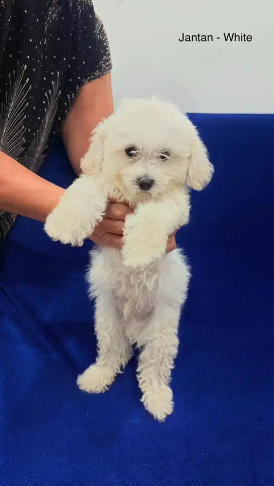 TOY POODLE JANTAN/MALE (WHITE)